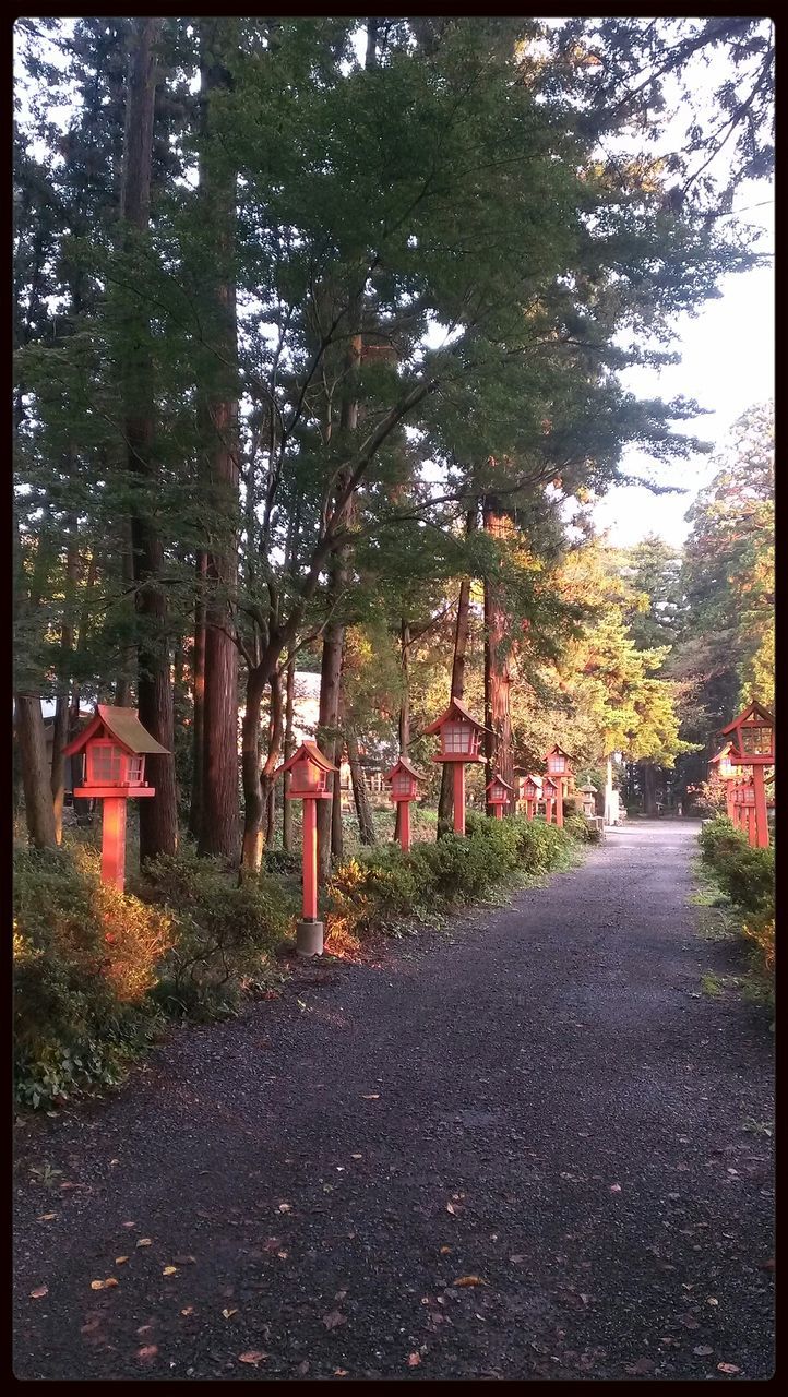 ROAD PASSING THROUGH TREES