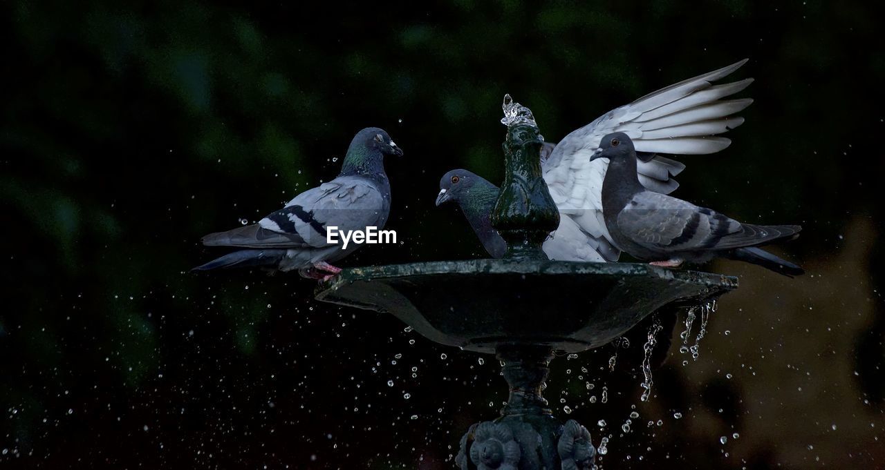 PIGEON FLYING OVER A WATER