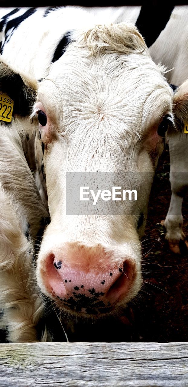 CLOSE-UP PORTRAIT OF A COW