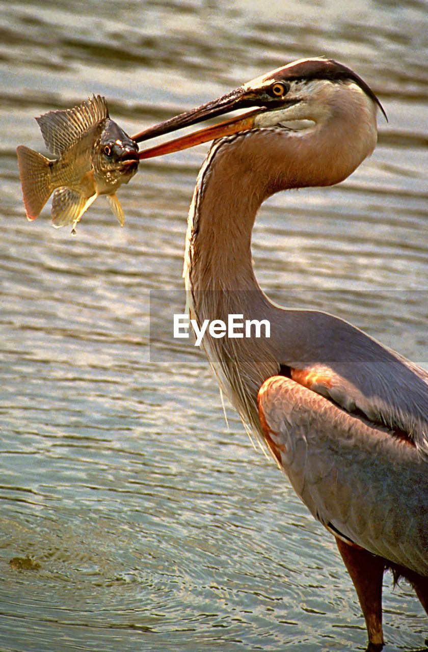 Close-up of great blue heron catching fish