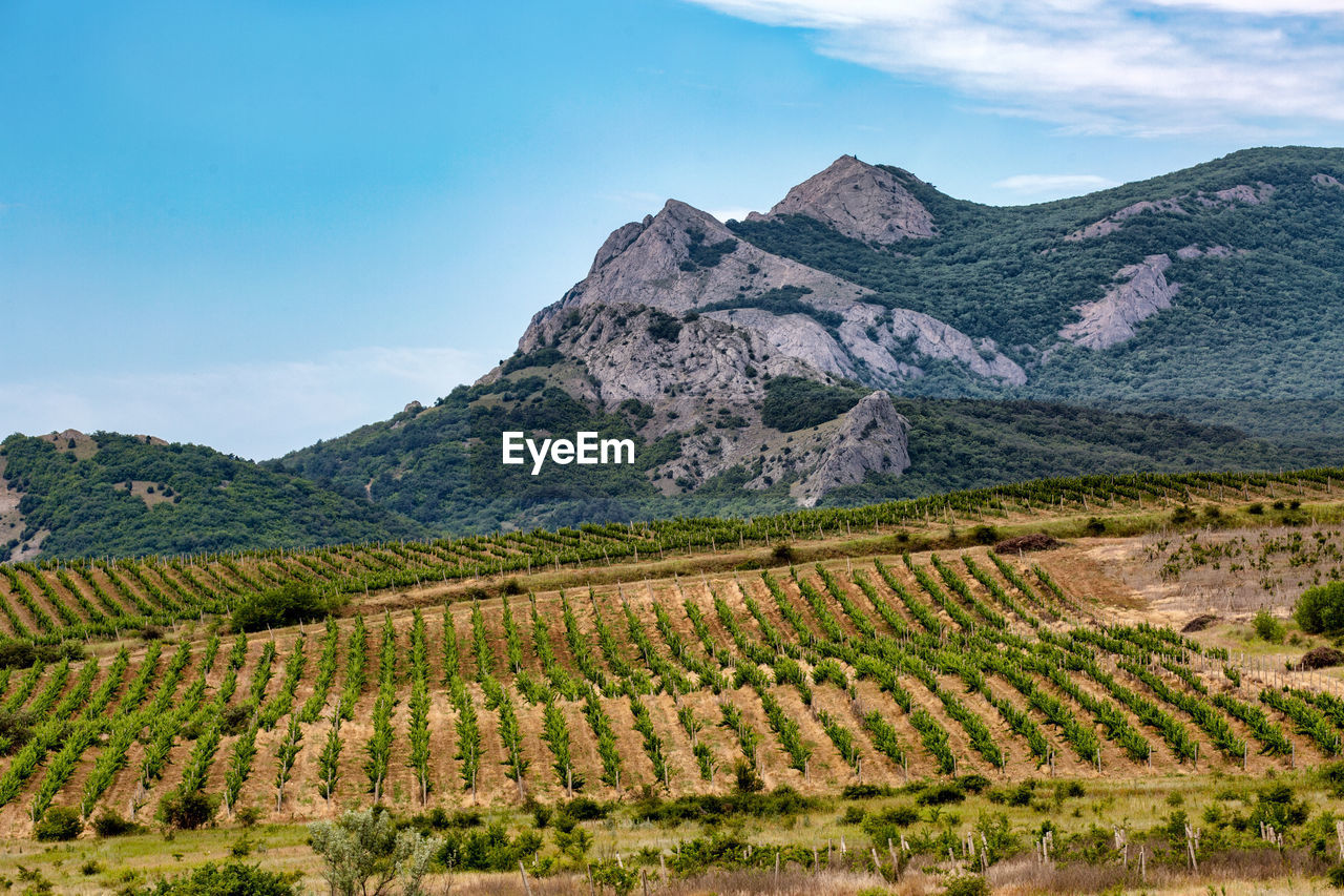 Scenic view of vineyard against sky.