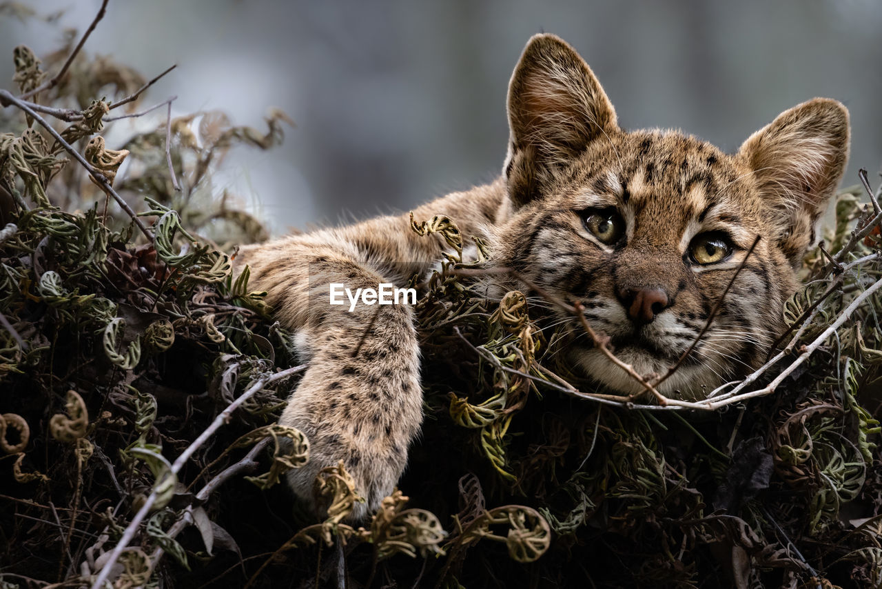 Young bobcat kitten in tree eyes open