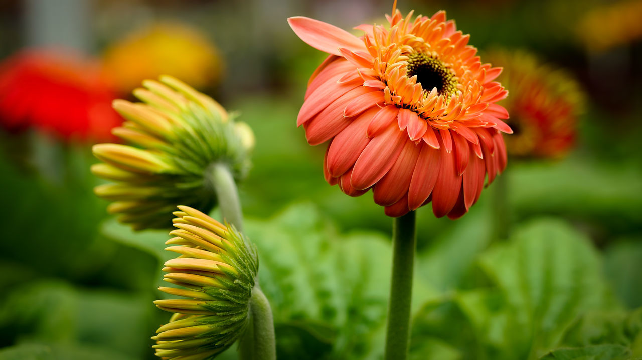 Close-up of red flowers