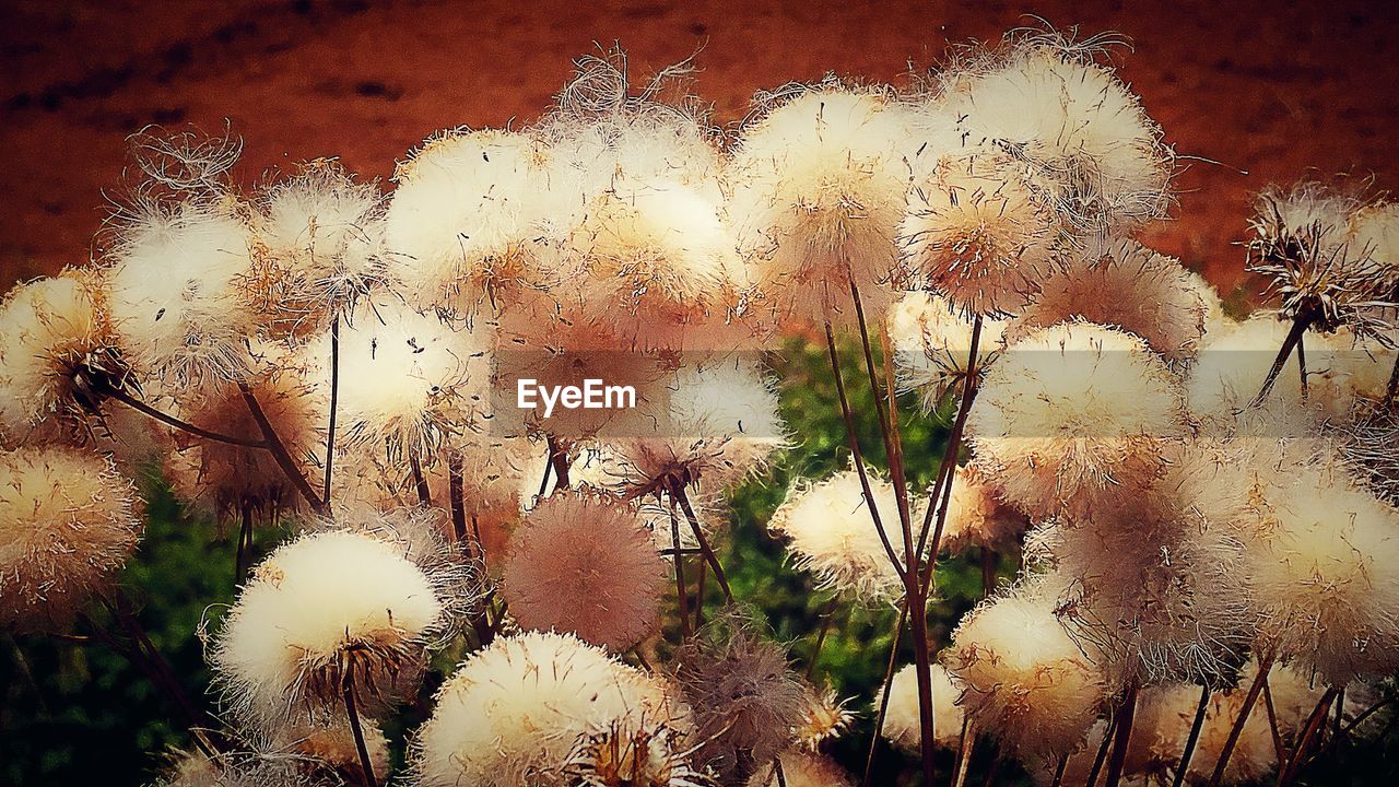 CLOSE-UP OF PLANTS