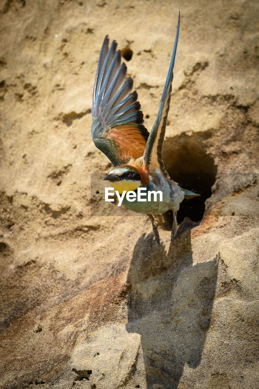 CLOSE-UP OF PEACOCK FLYING