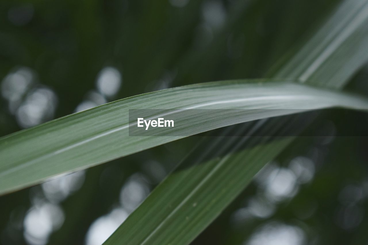 CLOSE-UP OF LEAF