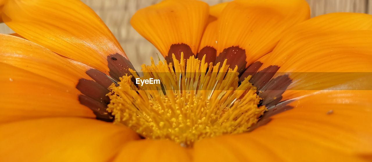 Close-up of yellow flower pollen