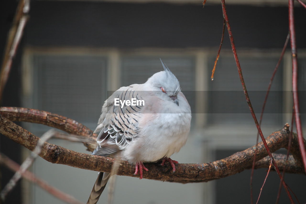 Close-up of bird perching on branch