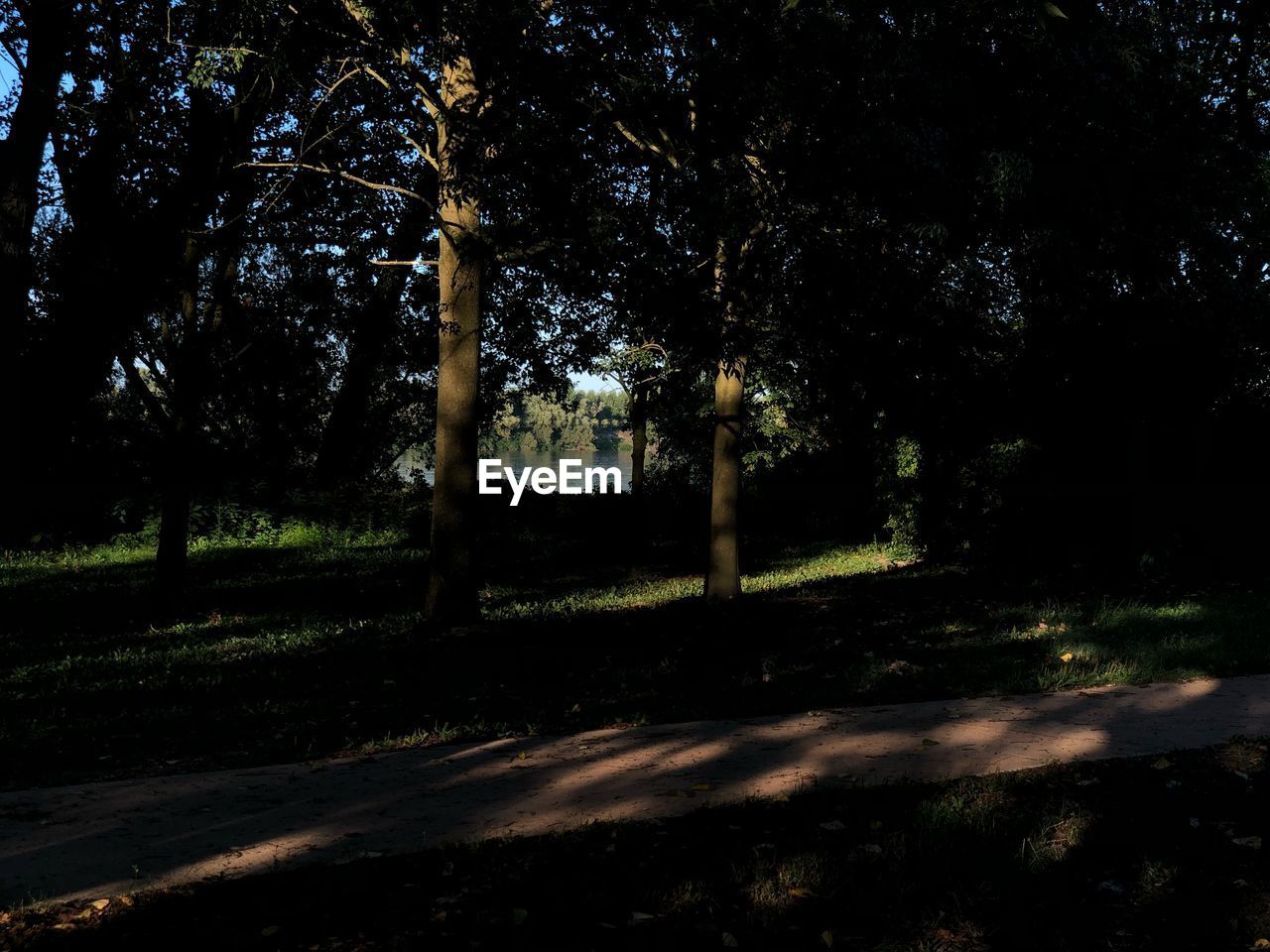 TREES GROWING IN FOREST