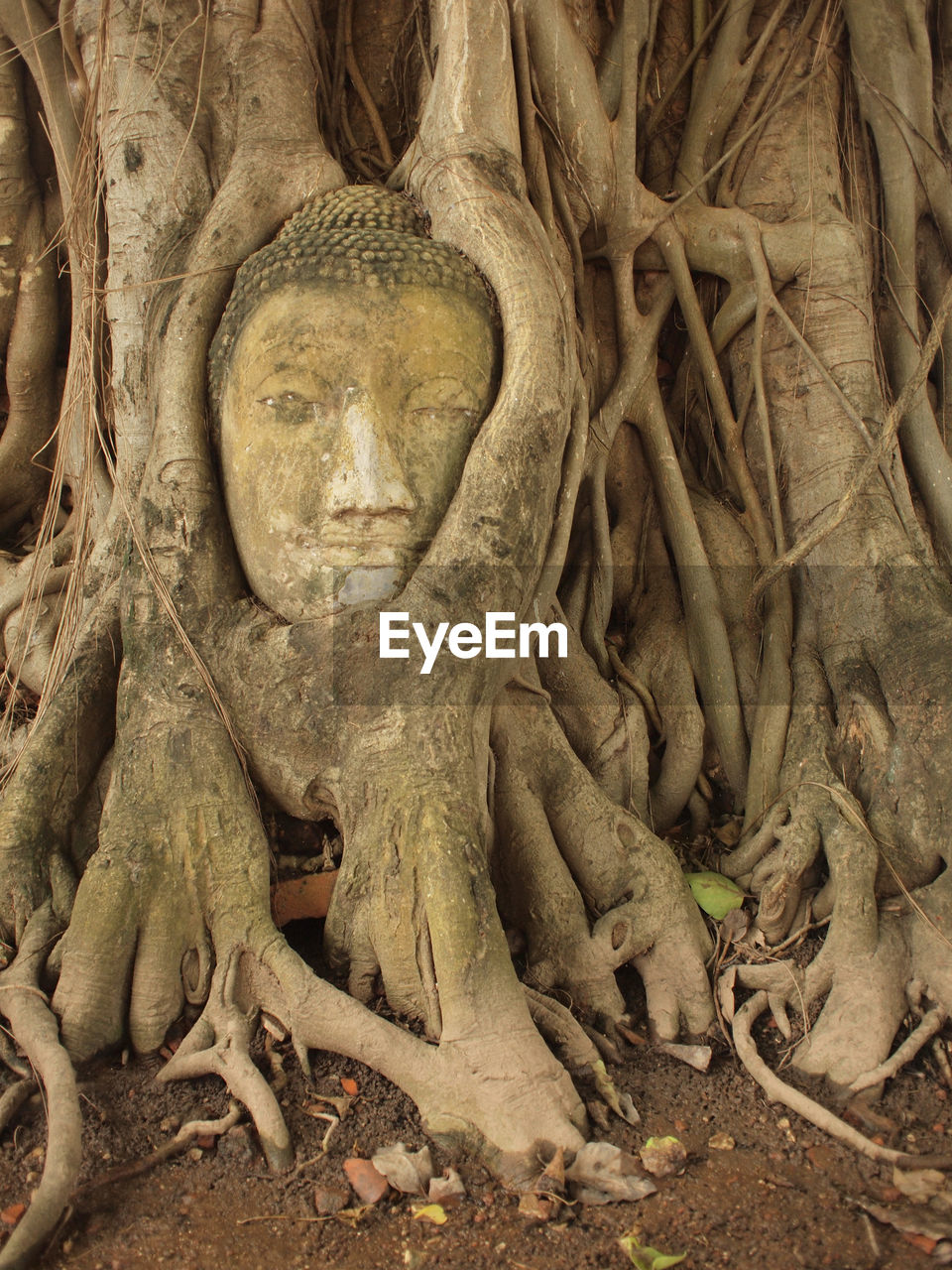 Buddha sculpture on tree trunk