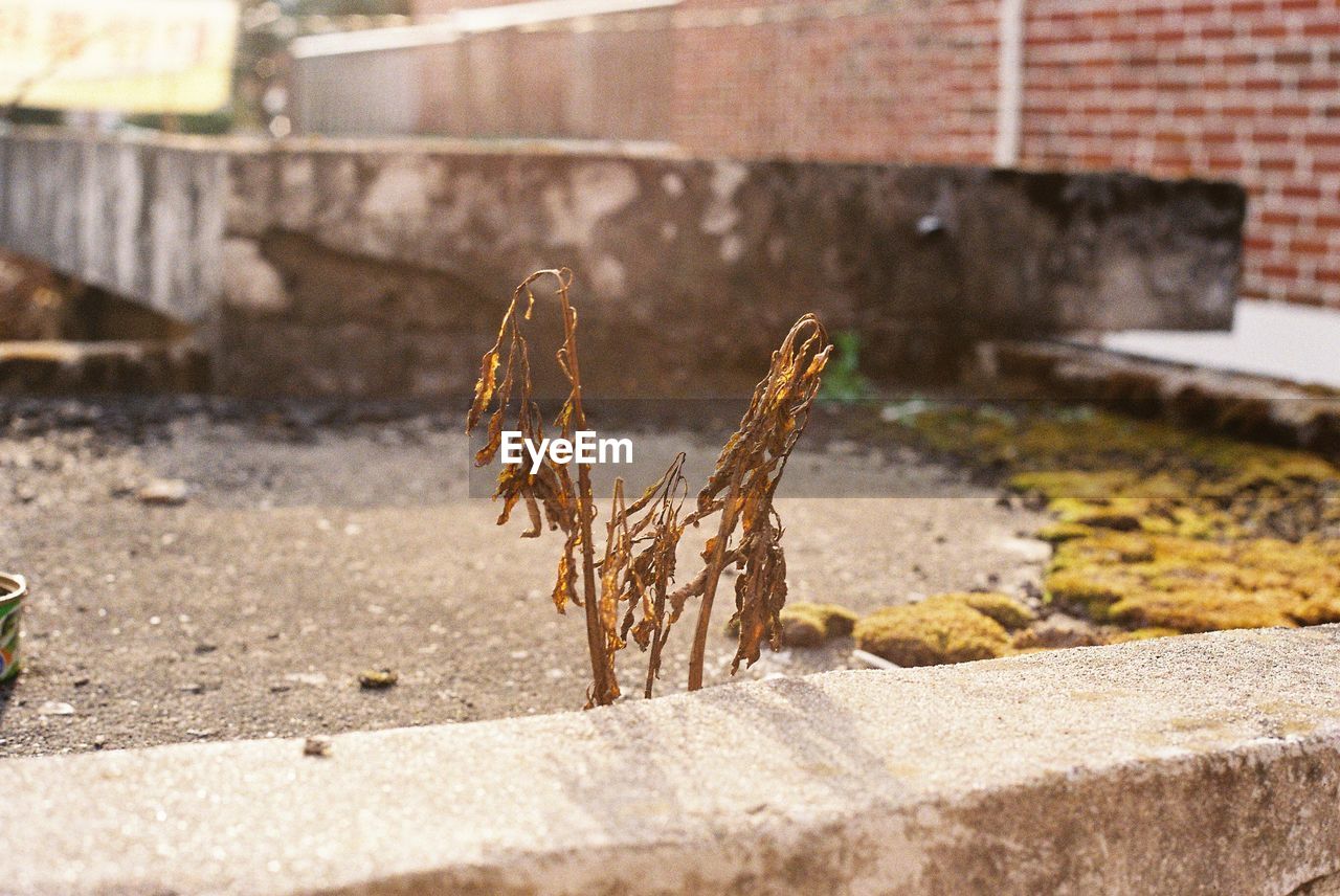 Dry plants by wall