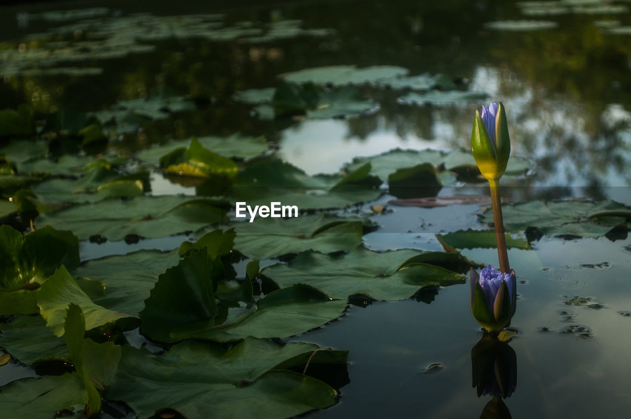 Close-up of lotus water lily in pond