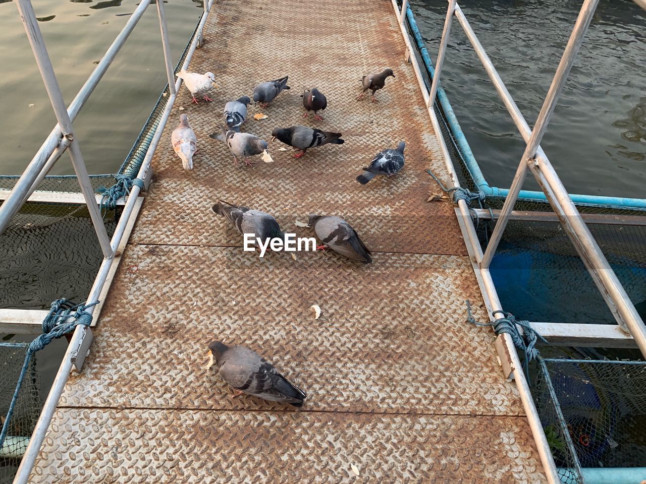 HIGH ANGLE VIEW OF PIGEON PERCHING ON STAIRCASE