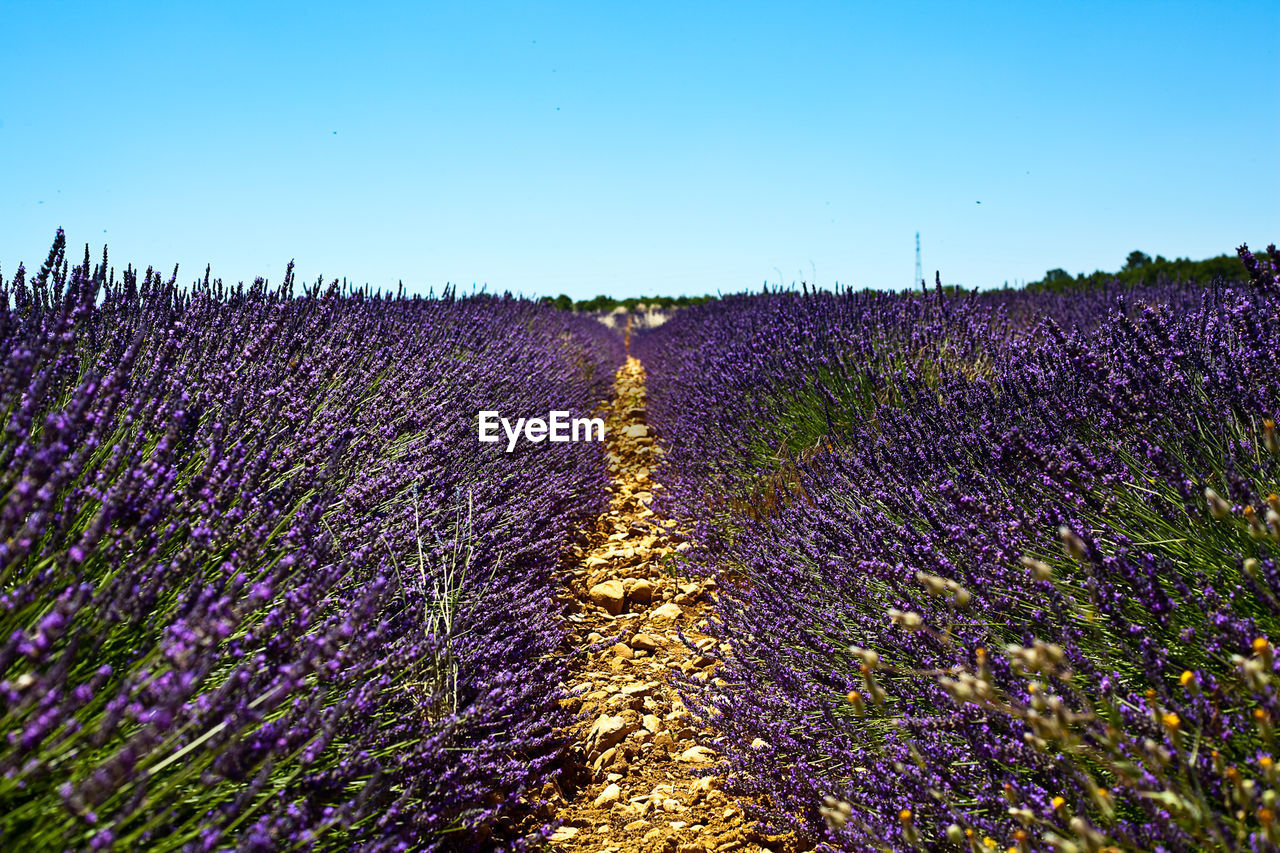 PURPLE FLOWERS ON FIELD AGAINST SKY