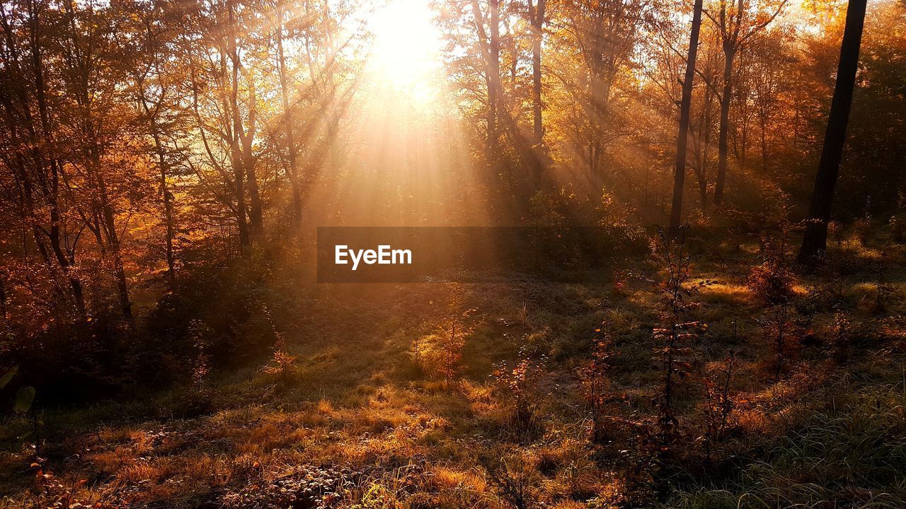 SUN STREAMING THROUGH TREES IN FOREST