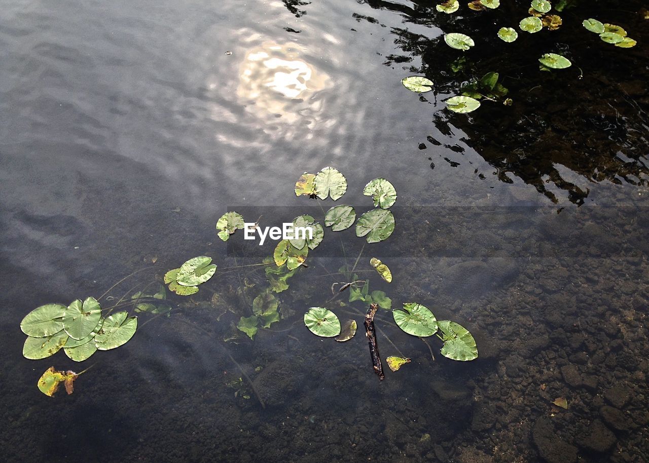 High angle view of lotus floating on lake