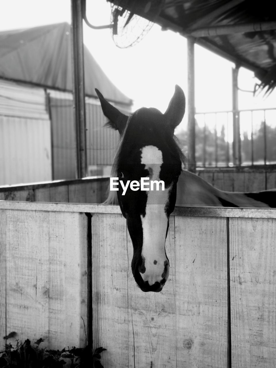 Close-up of horse in stable