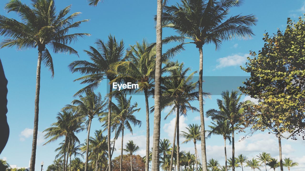 Low angle view of trees against clear sky