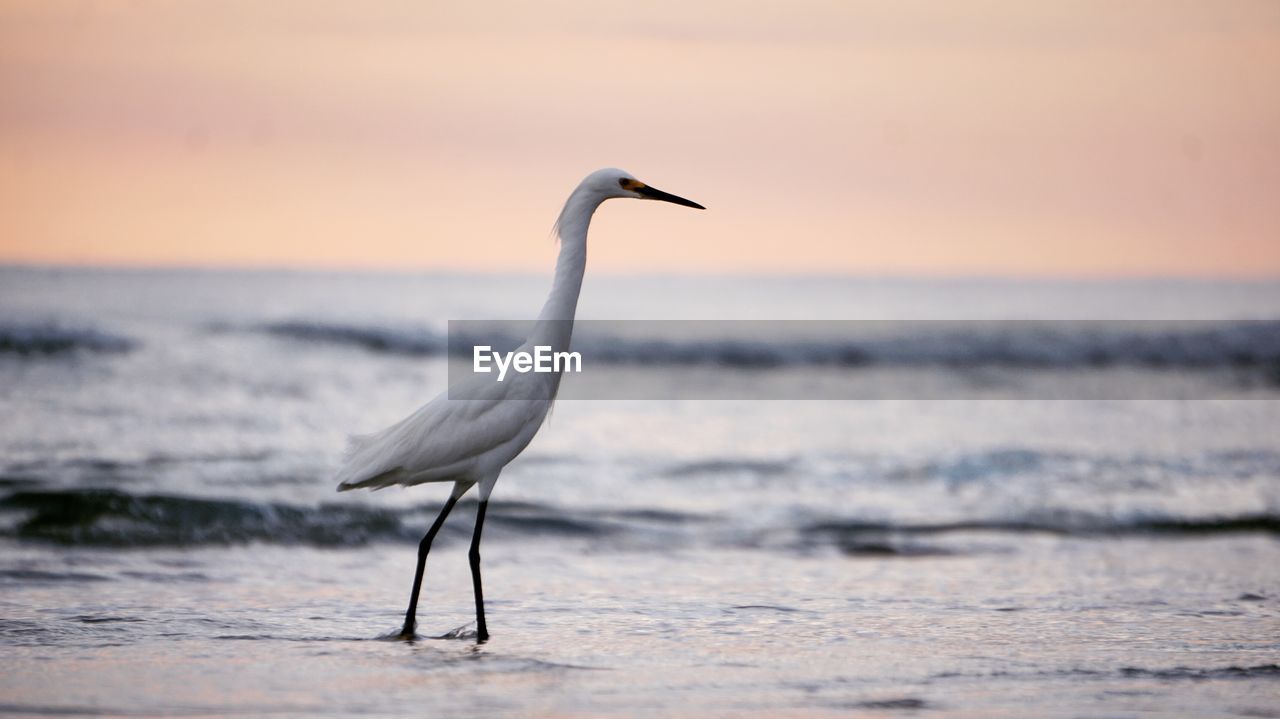 View of a bird on beach