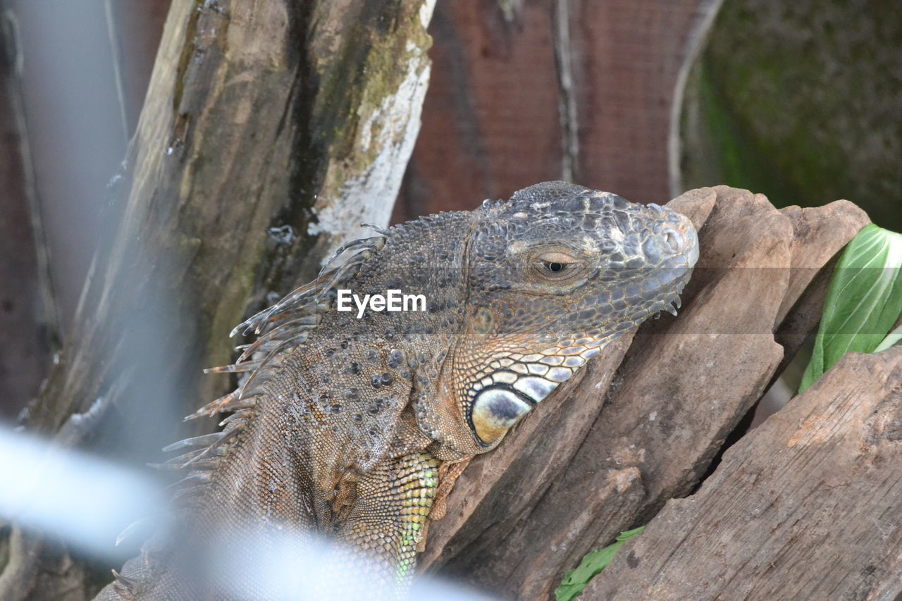 CLOSE-UP OF A LIZARD