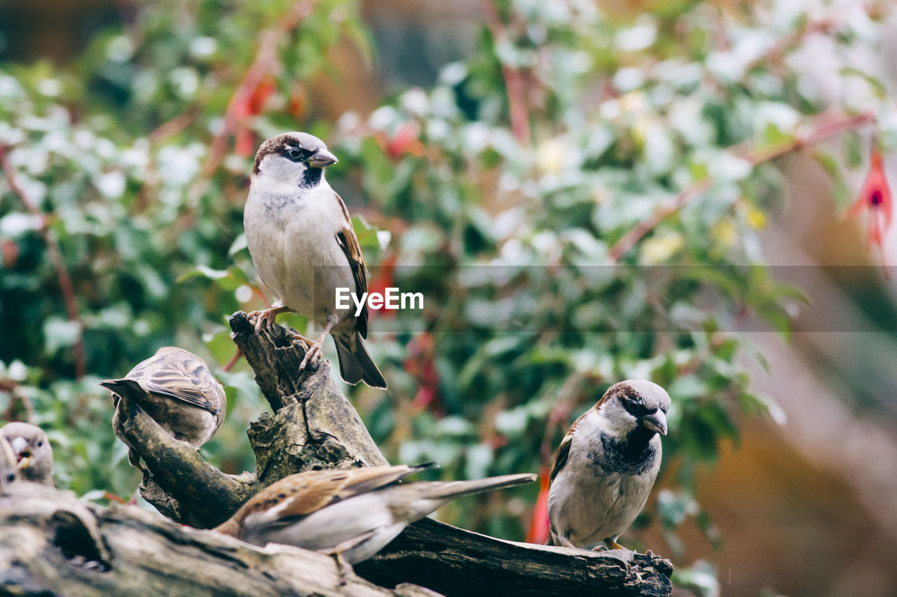 Close-up of bird perching on tree