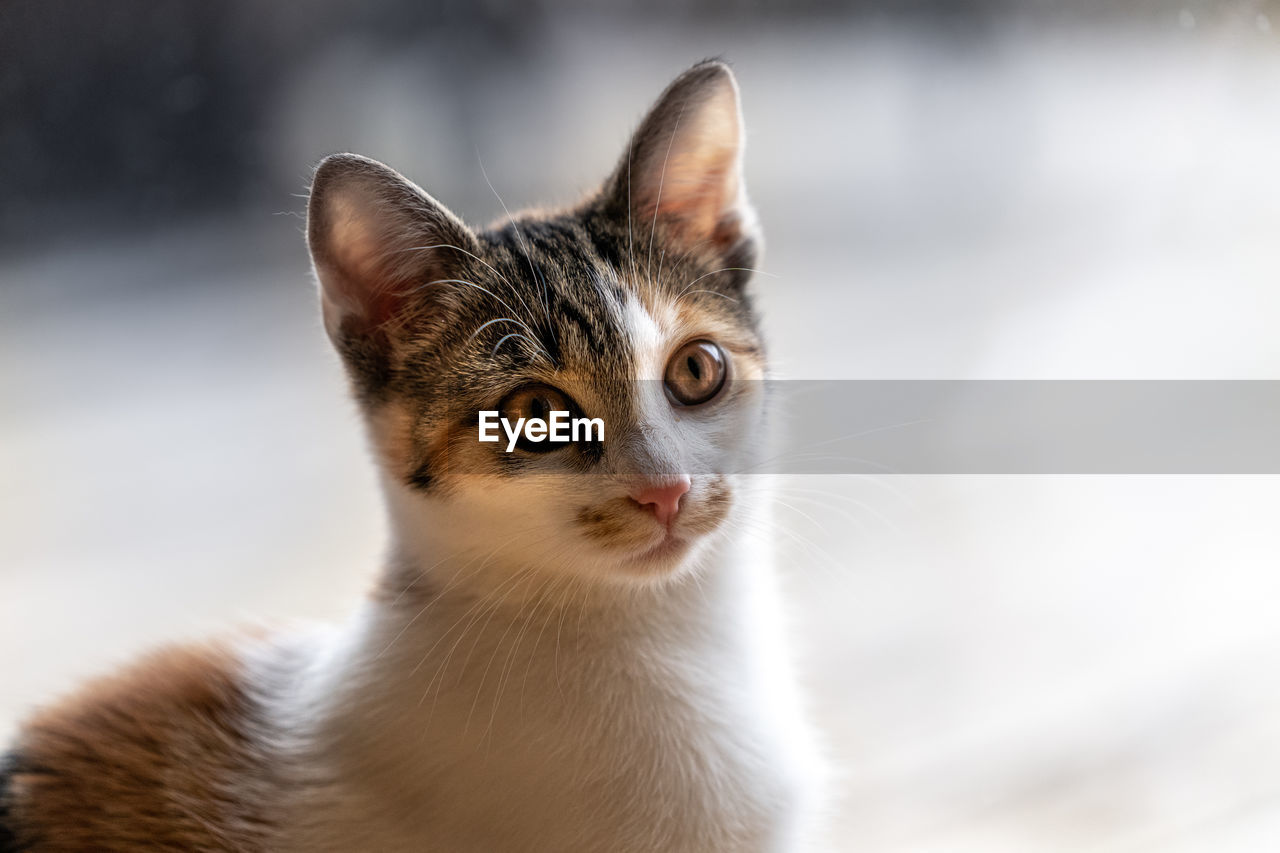 Close-up portrait of a cat