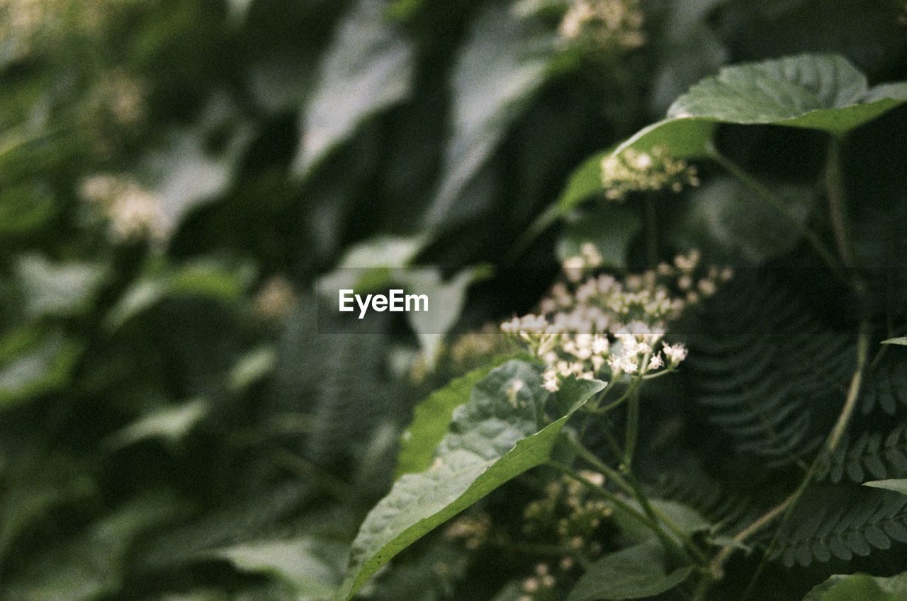 CLOSE-UP OF PLANTS