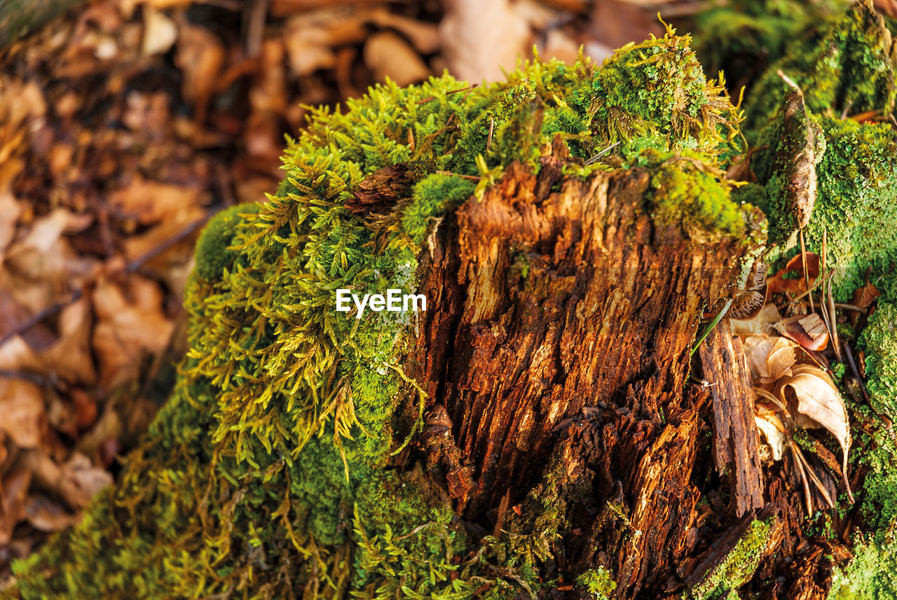 CLOSE-UP OF MOSS GROWING ON TREE