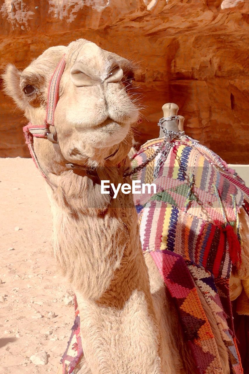 High angle view of camel sitting at desert