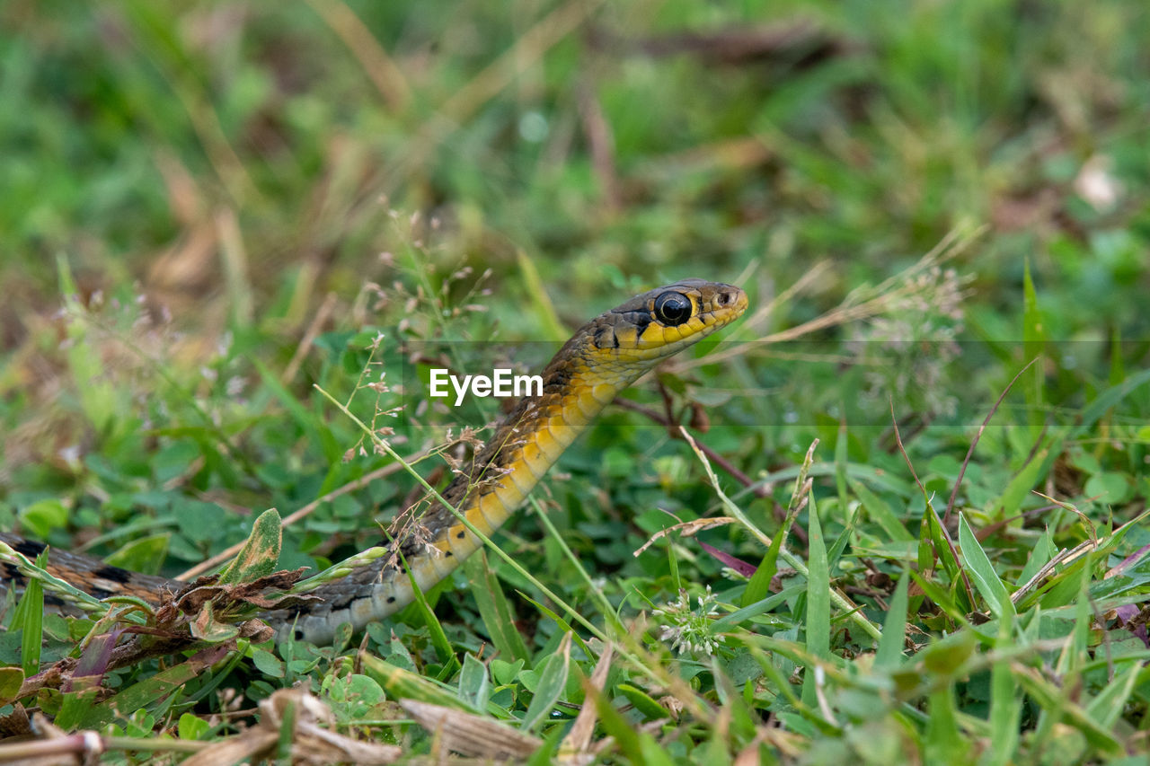 Close-up of snake on land