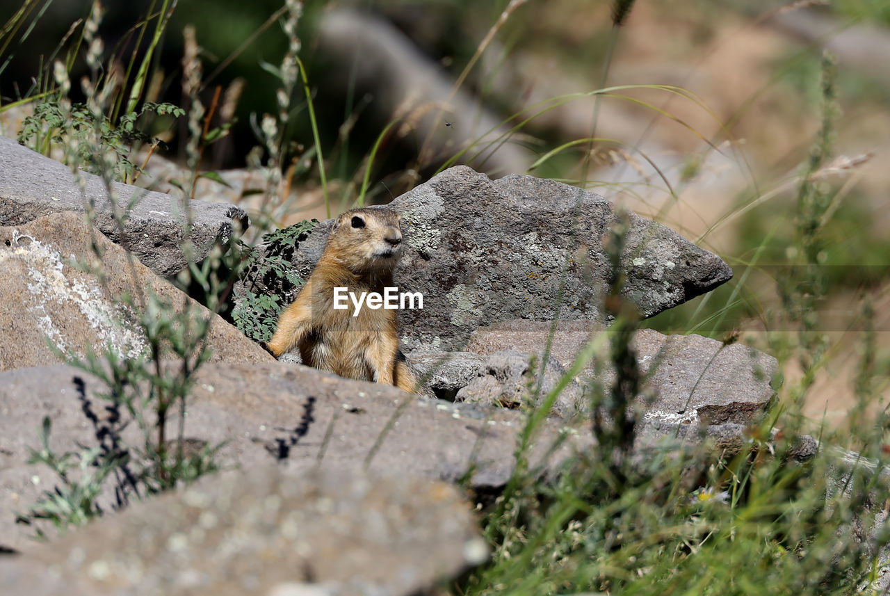 close-up of squirrel