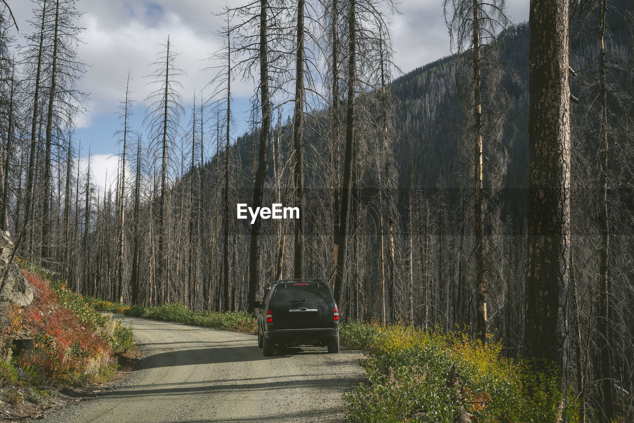 Suv on forest road with burned trees