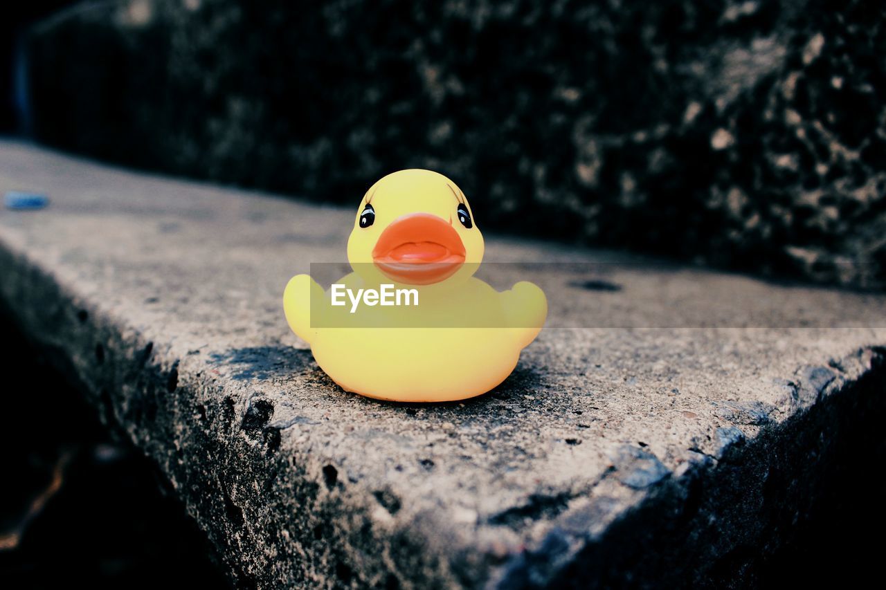 Rubber duck on wall