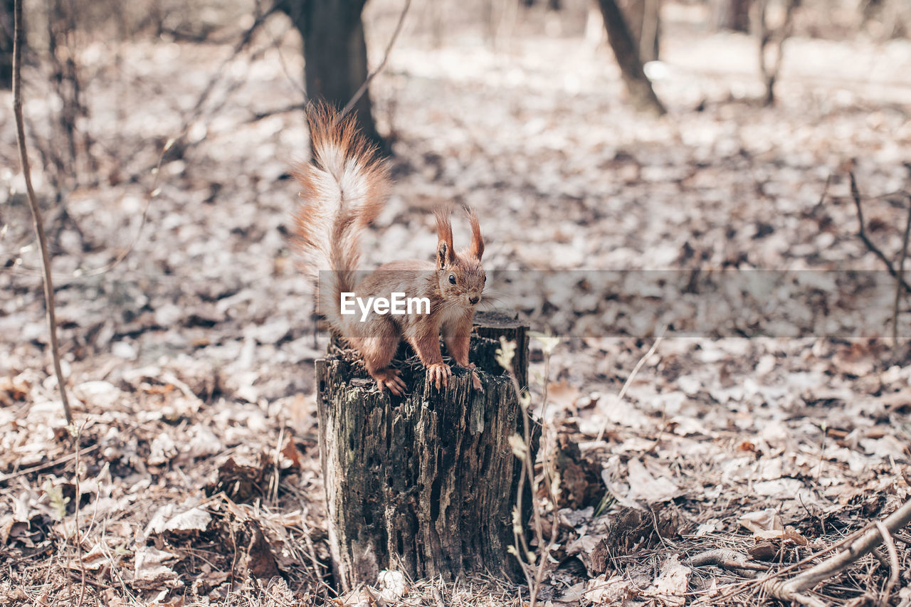 Squirrel on tree trunk