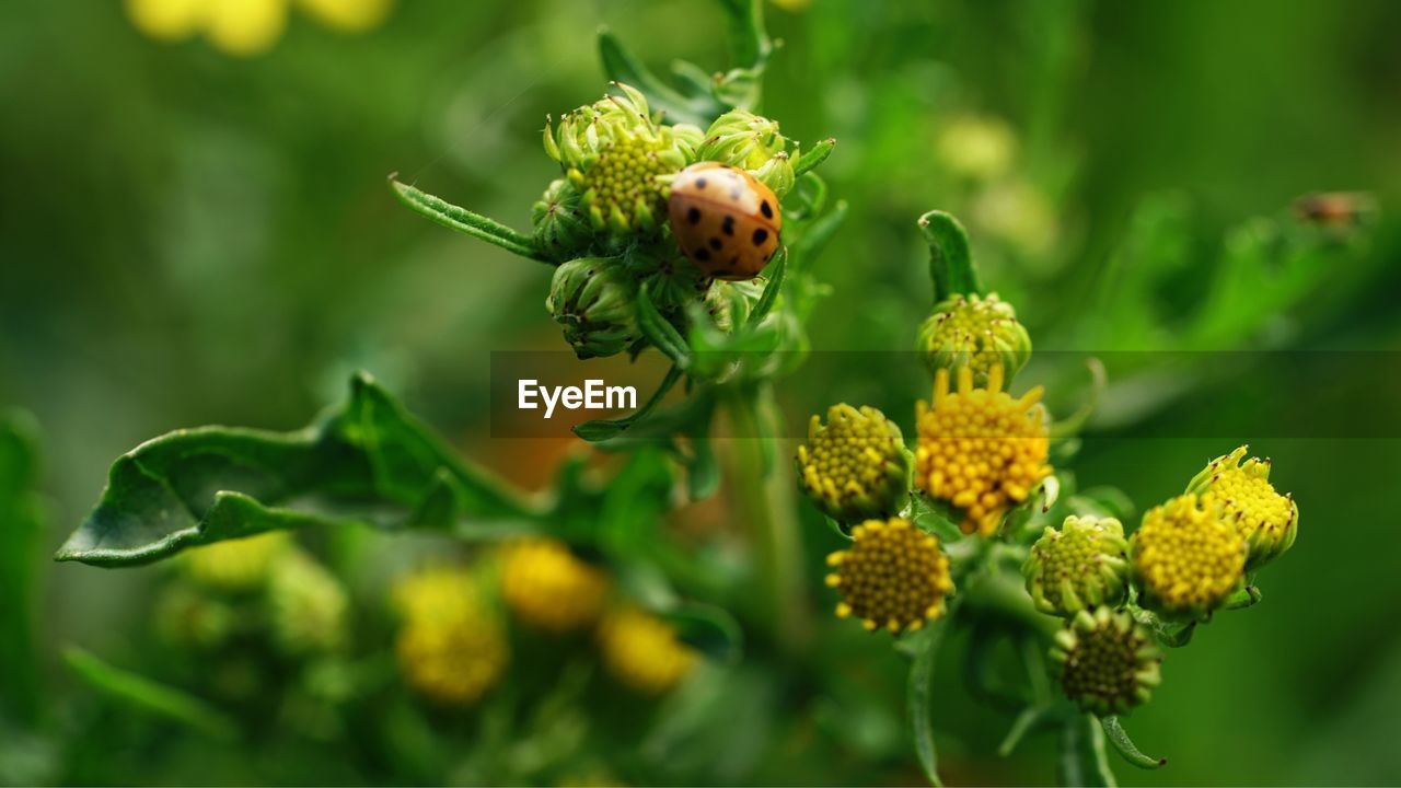 Close-up of insect on yellow flowering plant