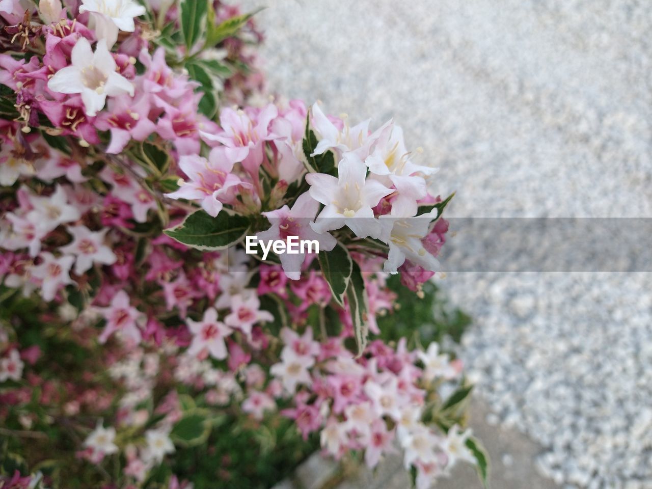 HIGH ANGLE VIEW OF PINK CHERRY BLOSSOM FLOWERS