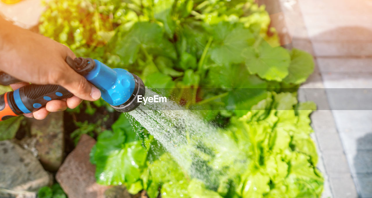 Gardening with water in summer