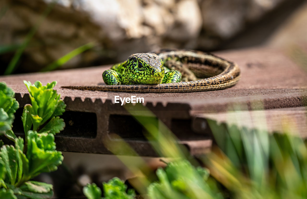 CLOSE-UP OF LIZARD ON WOODEN WALL