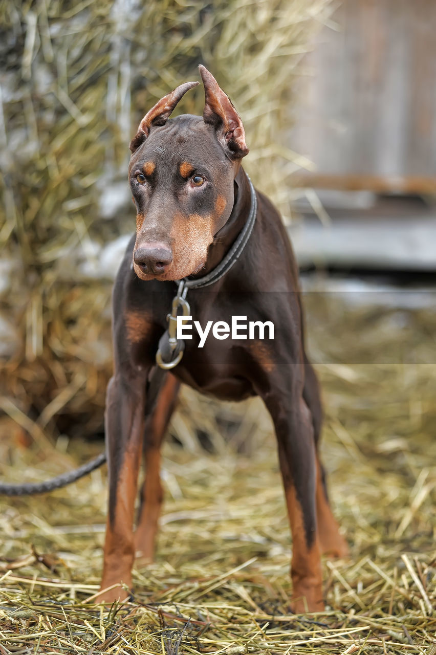 DOG LOOKING AWAY ON FIELD