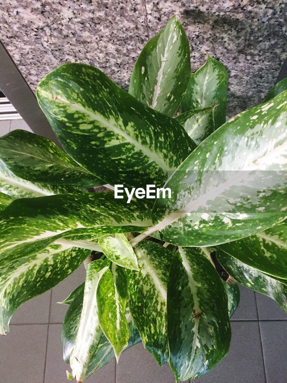 CLOSE-UP OF FRESH GREEN LEAF