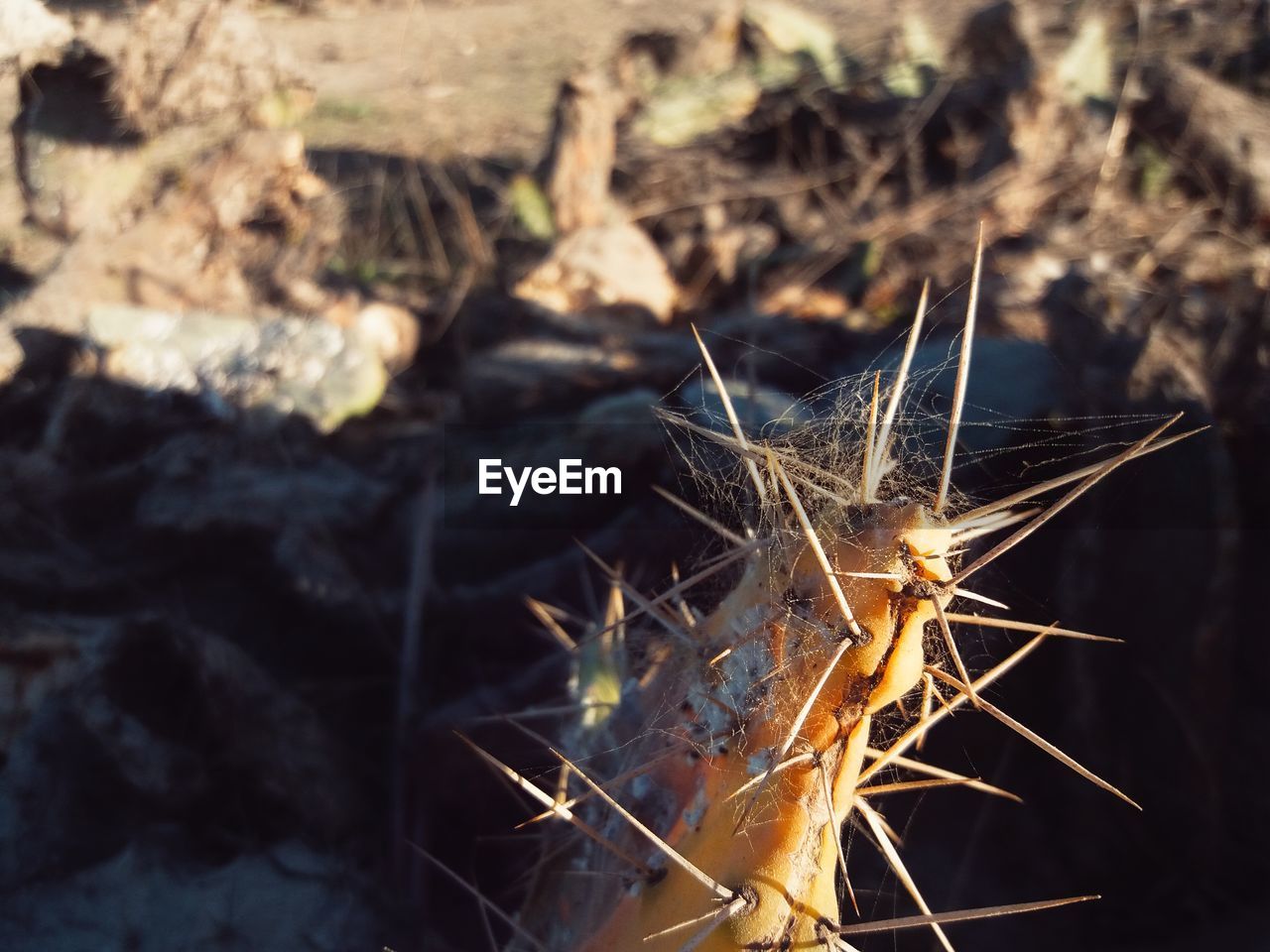 CLOSE-UP OF DRY GRASS ON FIELD