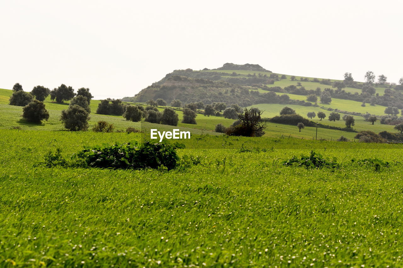 Scenic view of agricultural field against clear sky