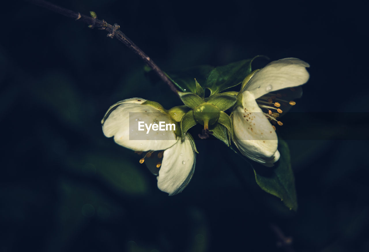 Close-up of flower against blurred background