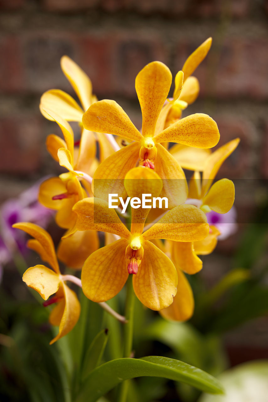 flower, flowering plant, plant, yellow, beauty in nature, freshness, close-up, flower head, nature, petal, growth, inflorescence, fragility, no people, focus on foreground, outdoors, orchid, day