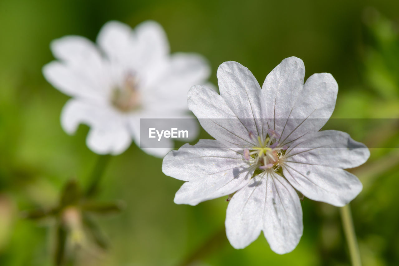 flower, flowering plant, plant, freshness, beauty in nature, close-up, fragility, white, flower head, nature, petal, inflorescence, macro photography, growth, no people, produce, blossom, botany, focus on foreground, springtime, wildflower, outdoors, pollen, summer, food, selective focus, environment, macro, food and drink