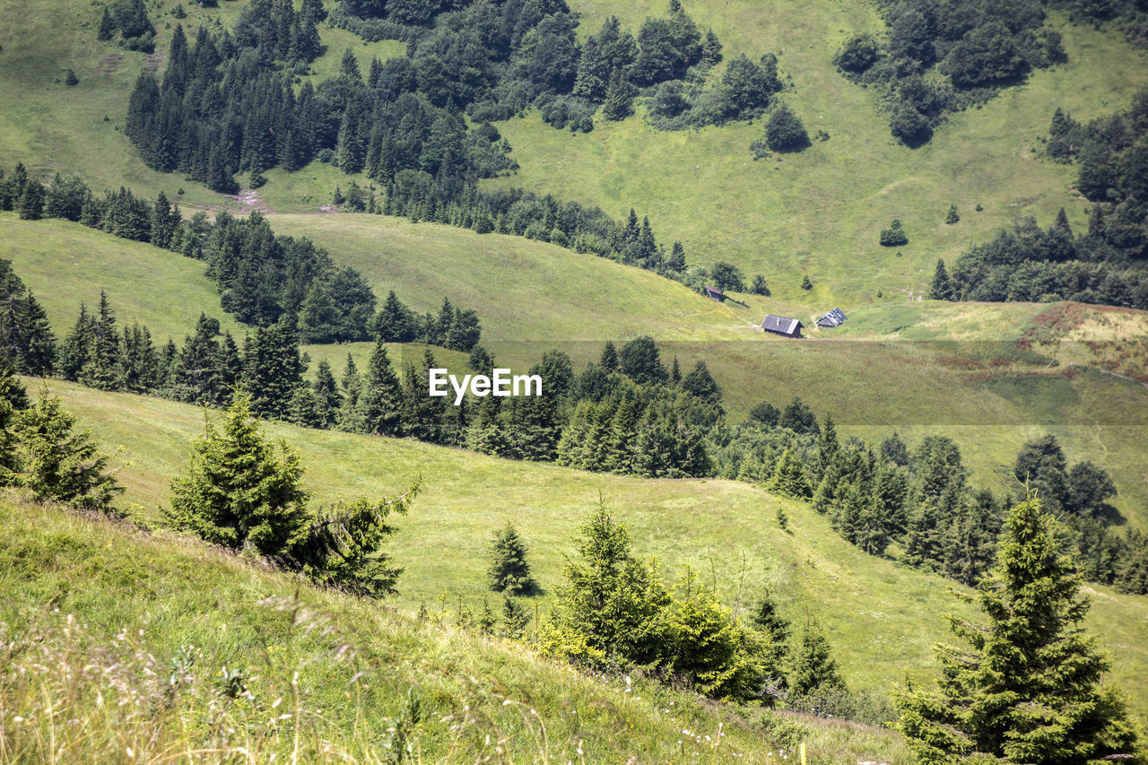 High angle view of pine trees on land