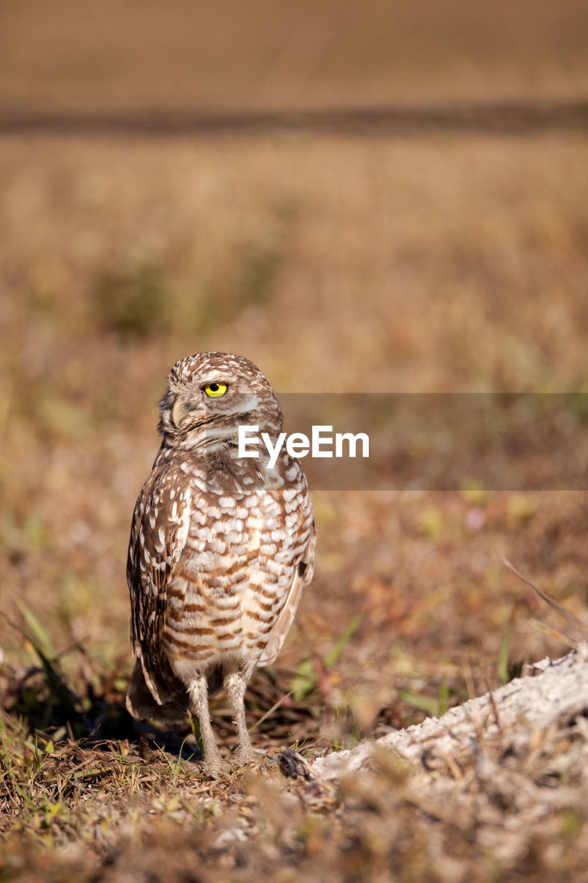 PORTRAIT OF A BIRD PERCHING ON A FIELD