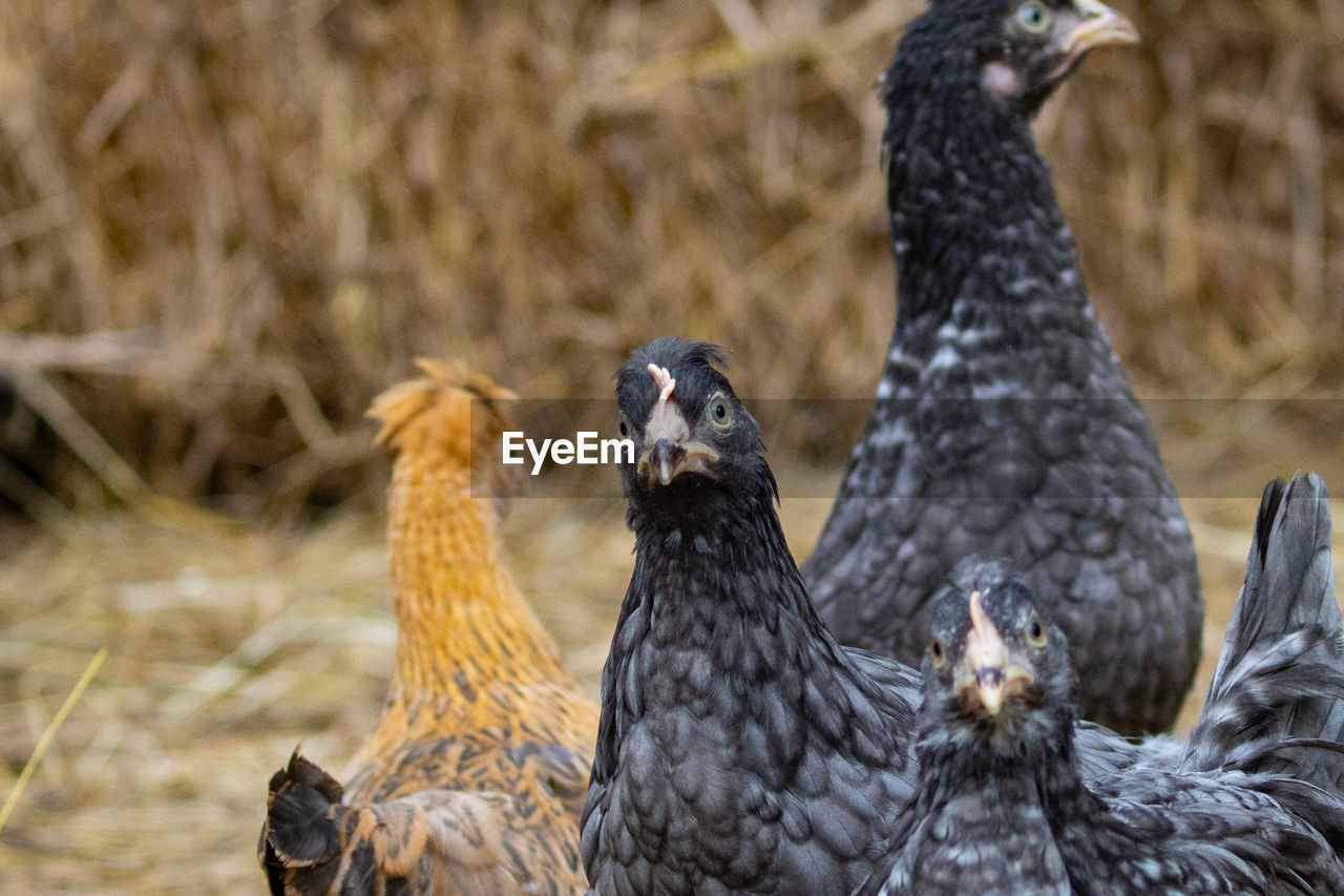 animal themes, bird, animal, group of animals, animal wildlife, wildlife, livestock, nature, no people, domestic animals, beak, chicken, mammal, young bird, focus on foreground, outdoors, day, young animal