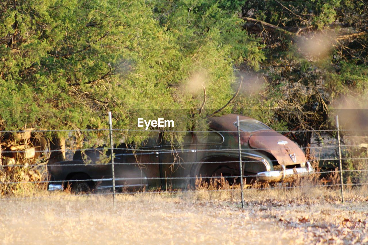 VIEW OF AN ANIMAL ON LAND