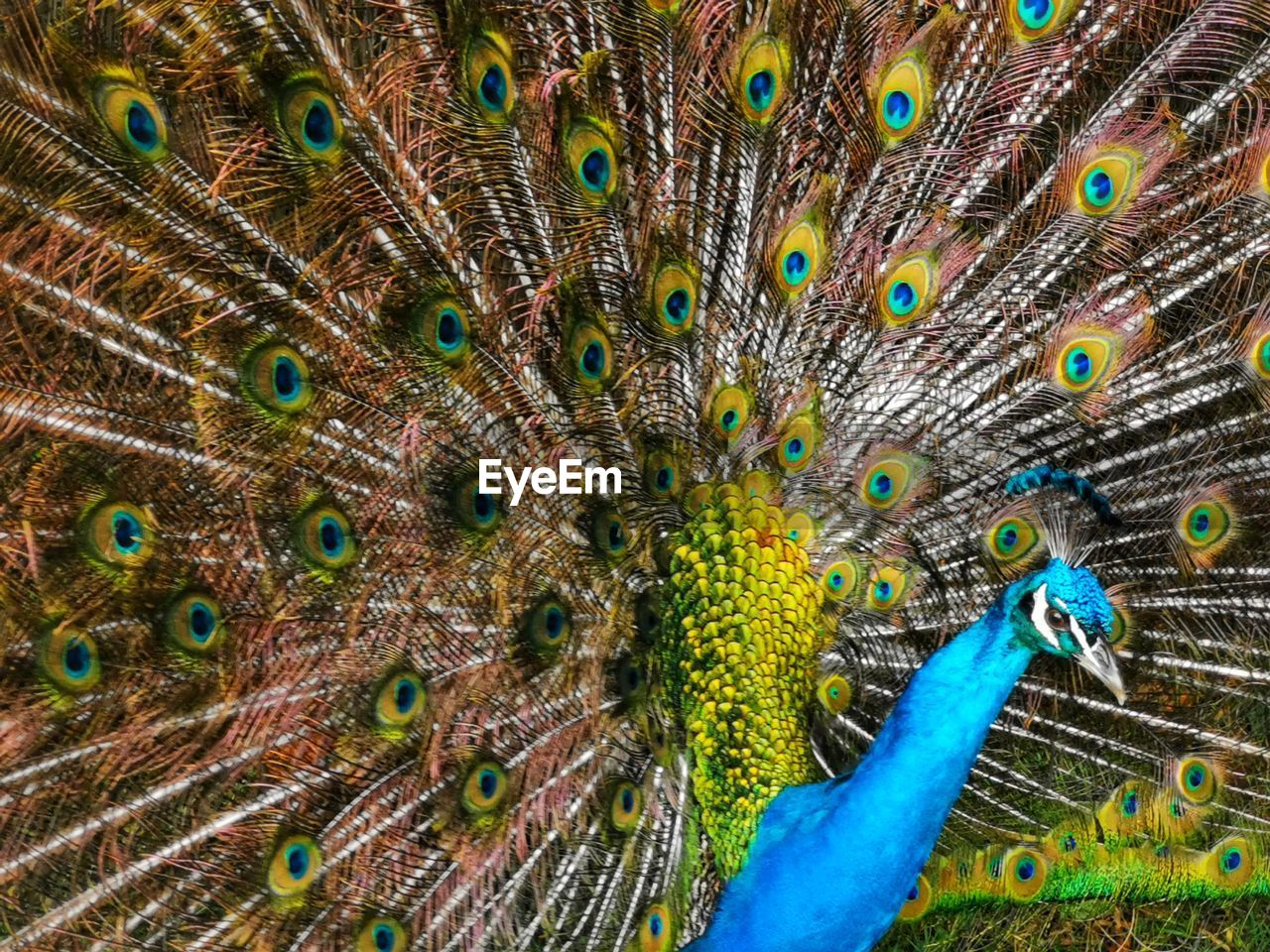 Full frame shot of peacock